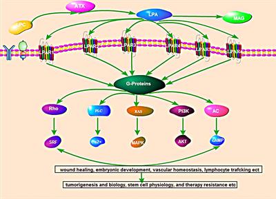 Roles of Autotaxin/Autotaxin-Lysophosphatidic Acid Axis in the Initiation and Progression of Liver Cancer